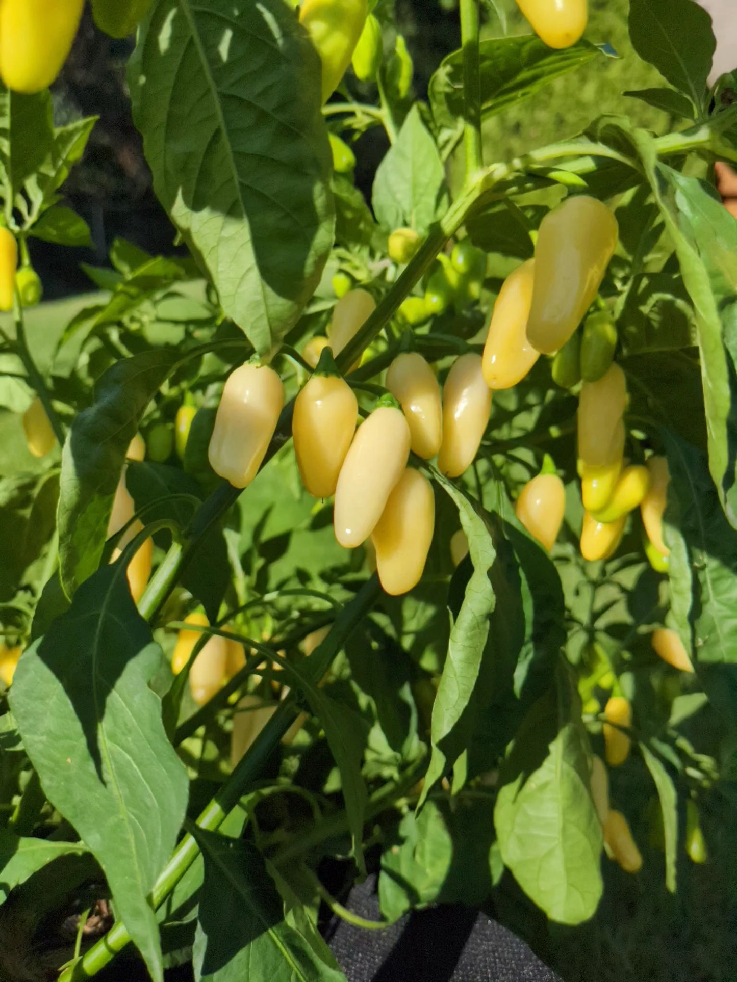 Peruvian White Habanero