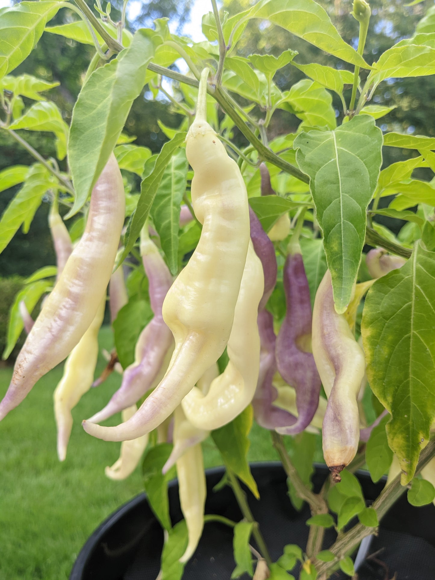 Aji White Lightning Bolt