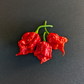 7 Pot Primo Heatless