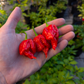 7 Pot Primo Heatless
