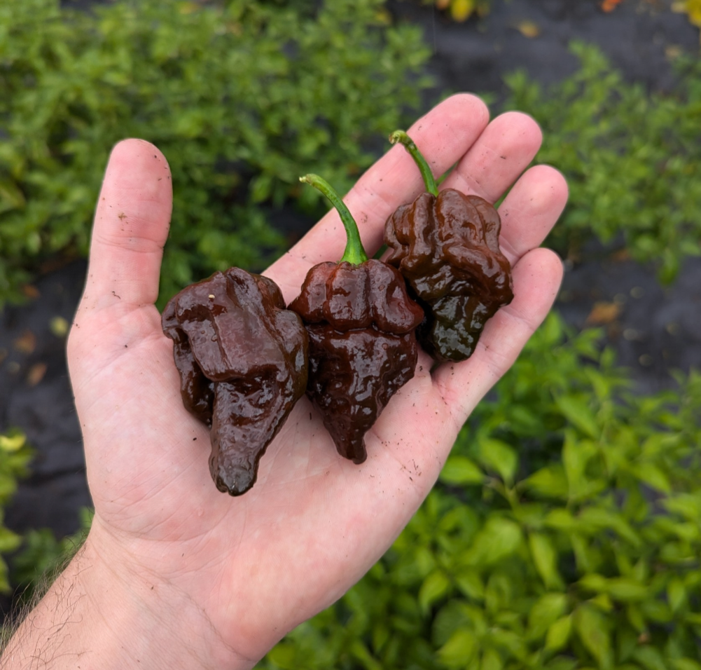 7 Pot Congo Chocolate