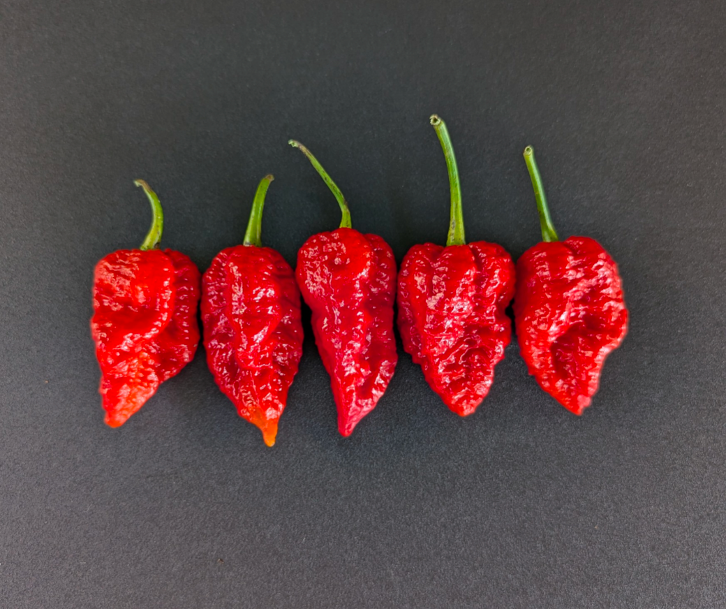 7 Pot Dragon's Breath X Brain Strain