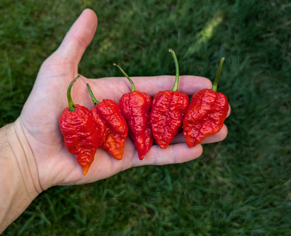 7 Pot Dragon's Breath X Brain Strain