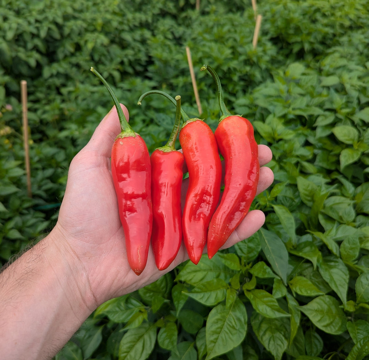Aji Crystal
