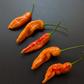 Aji Lilly Teolinda