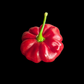 Aji Cachucha Purple Splotched