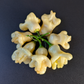 Aji Fantasy White