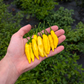 Aji Limo / Lemon Drop