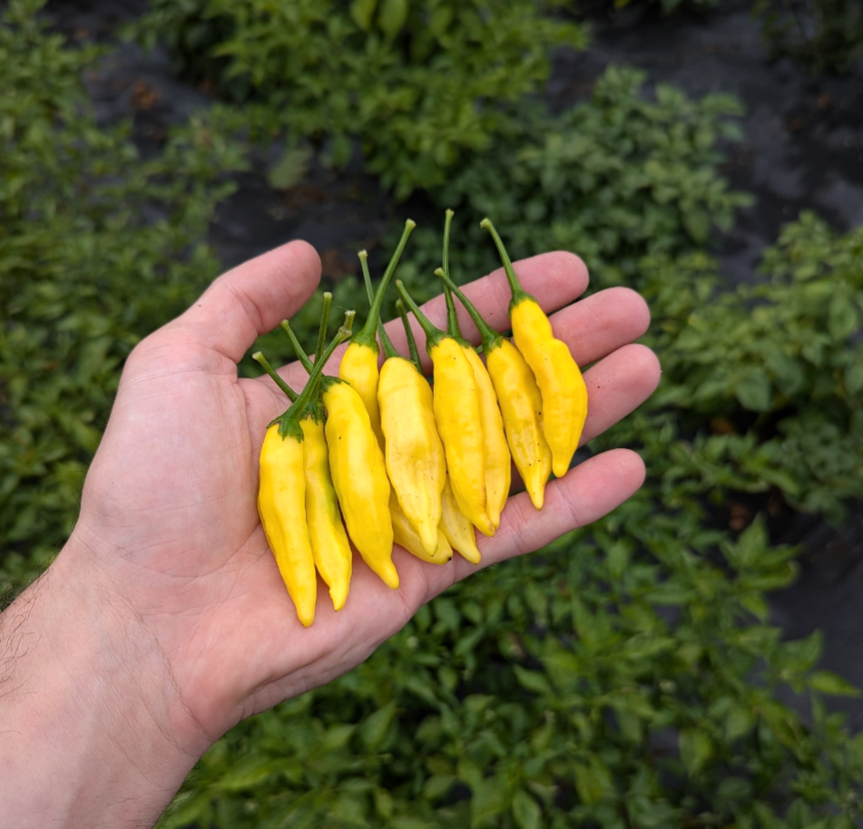 Aji Limo / Lemon Drop