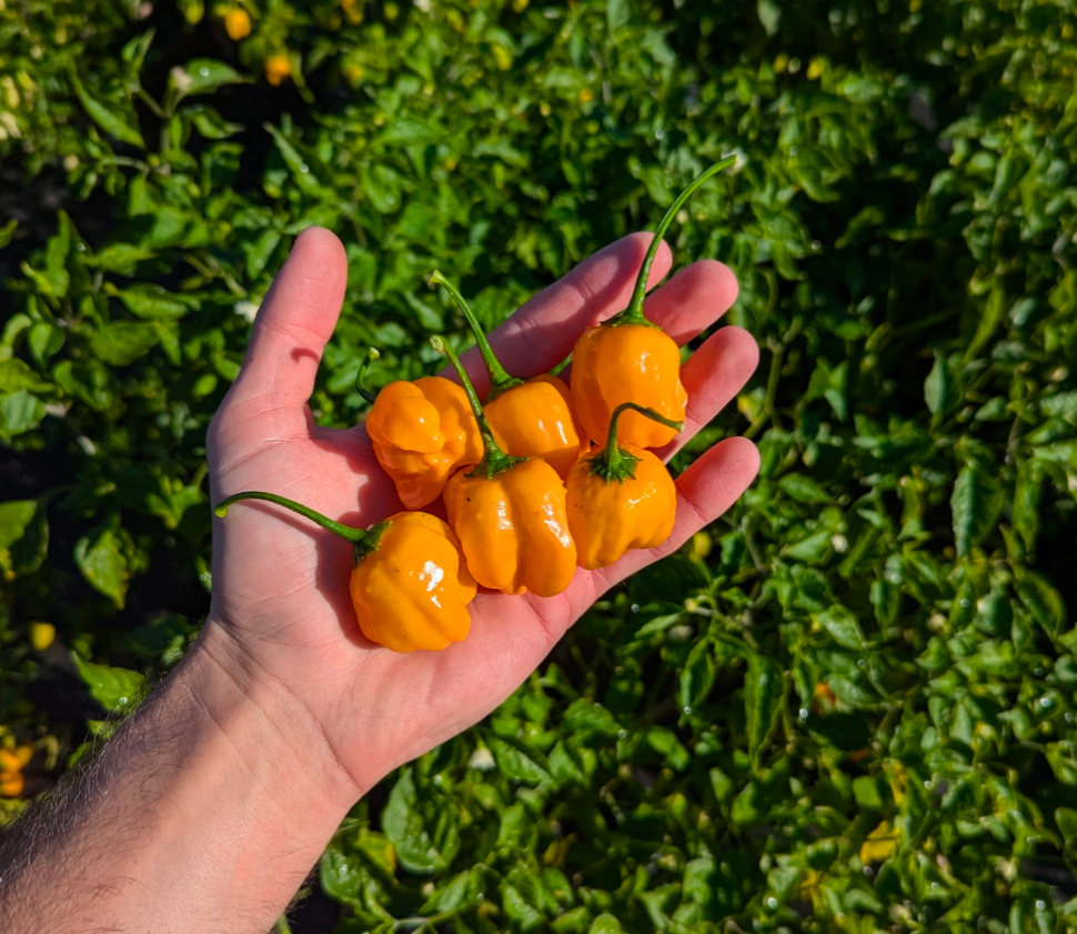 Aji Mango