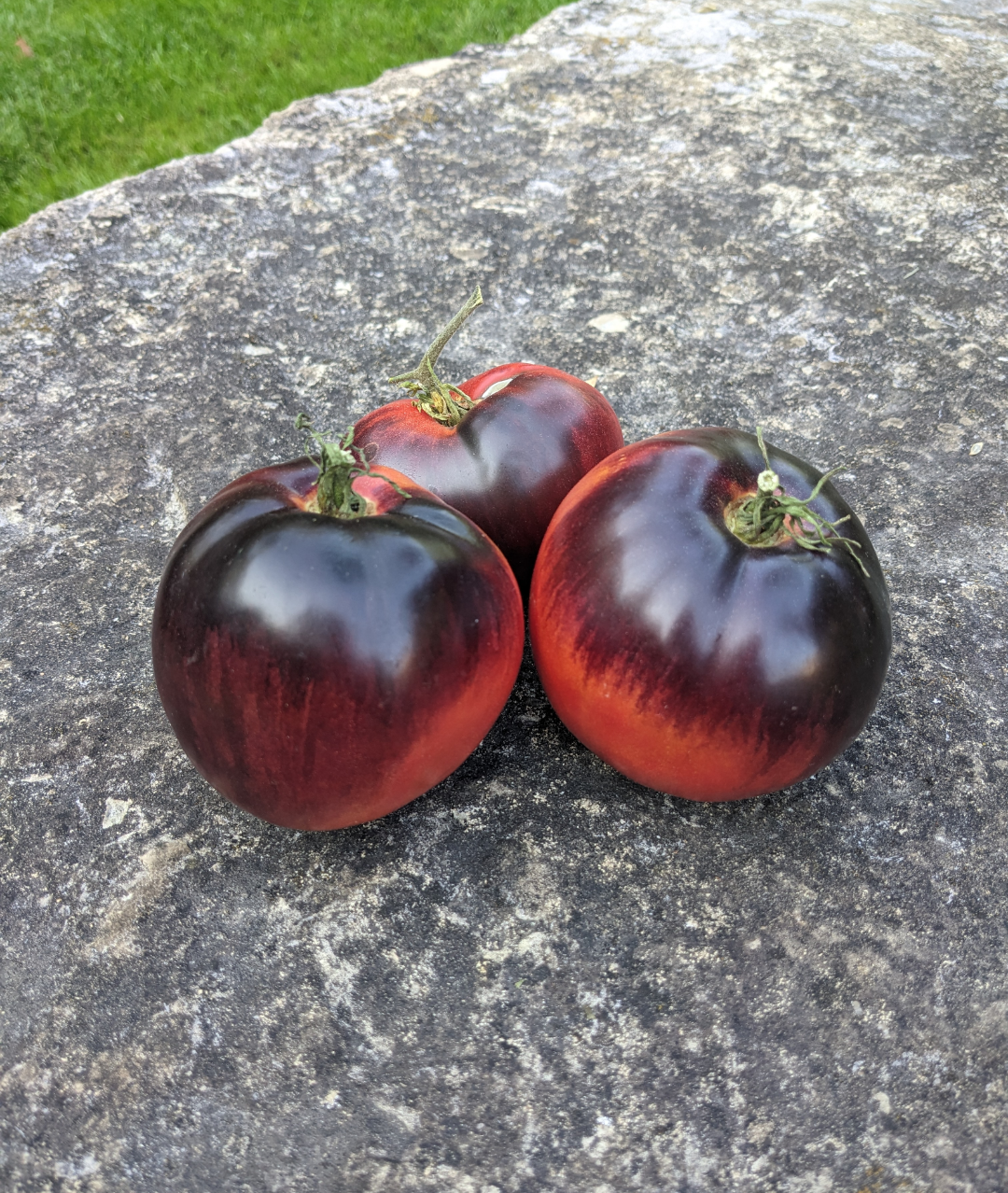 Indigo Blue Beauty Tomato