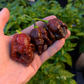 Apocalypse Scorpion Chocolate