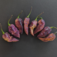 BBG Hellwalker Peach