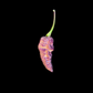 BBG Hellwalker Peach