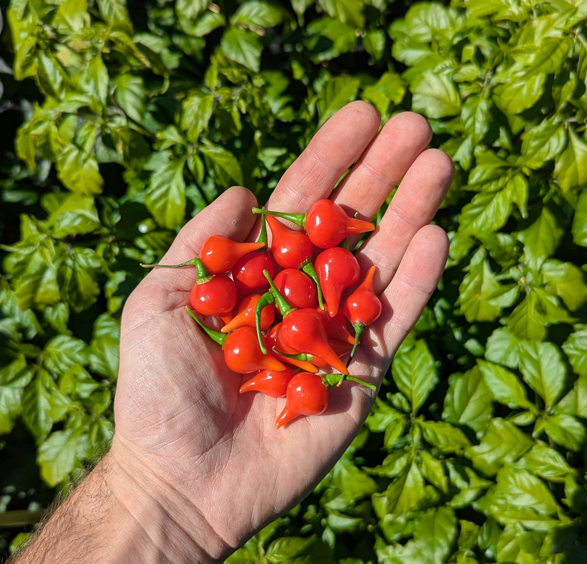 Biquinho Red
