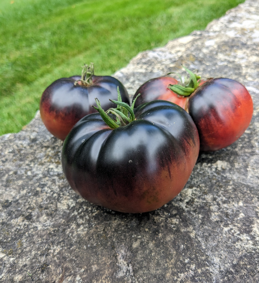 Purple Zebra Cherry – Scoville Canada