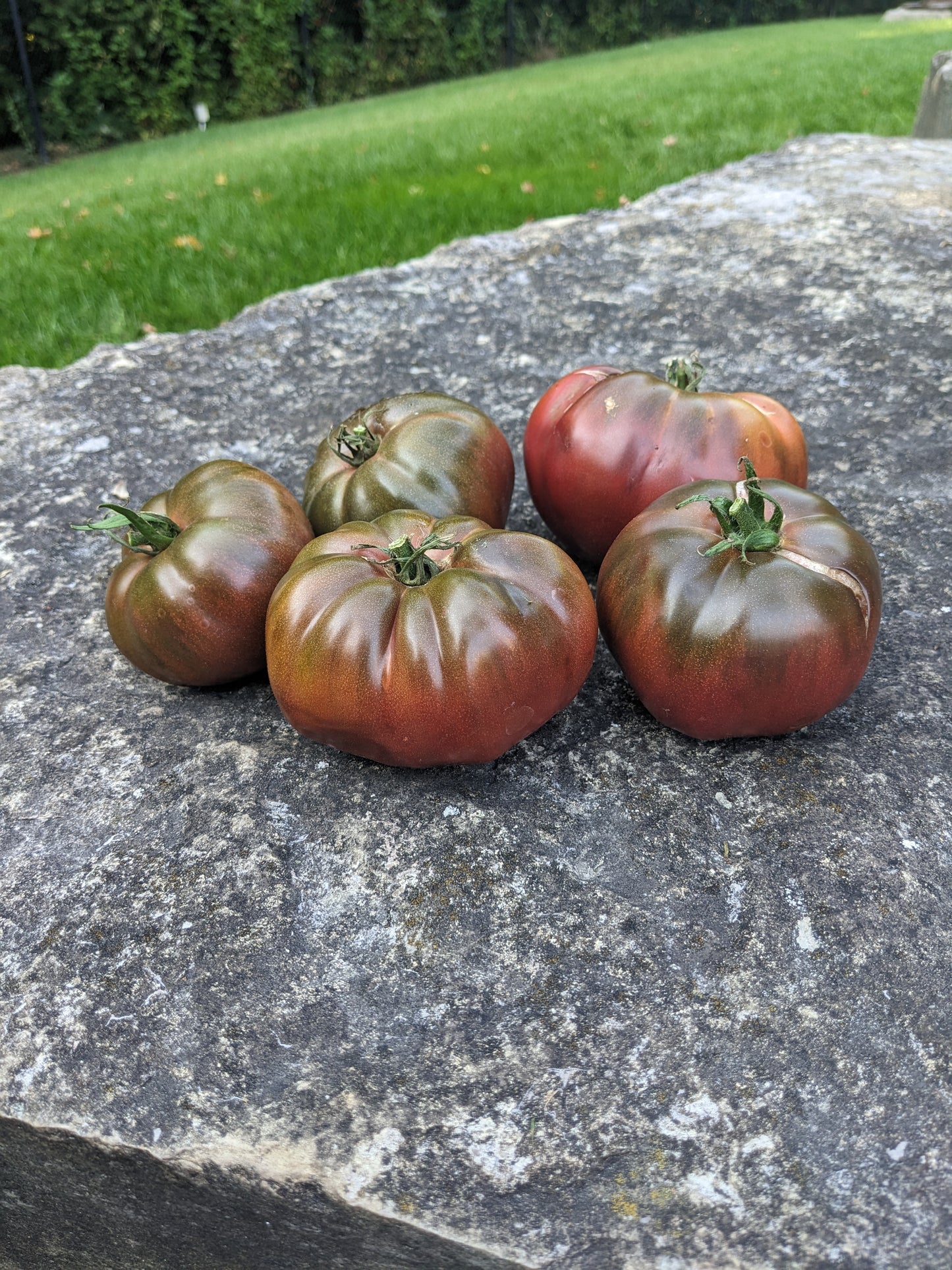 Black Krim Tomato