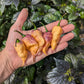 Boar Claw