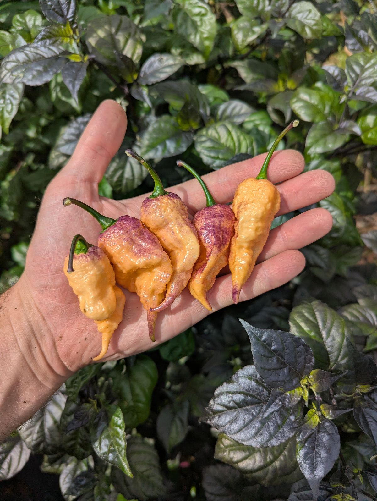 Boar Claw