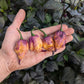 Boar Claw