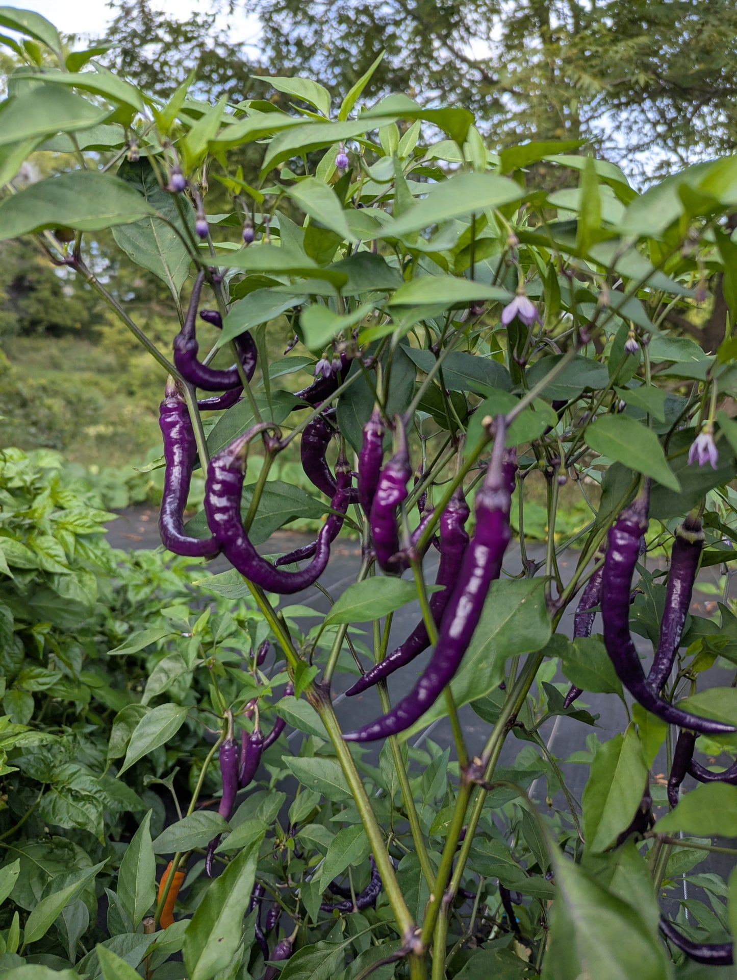 Buena Mulata