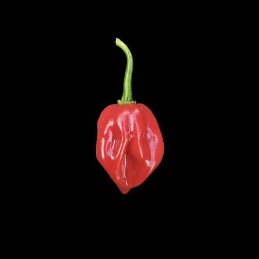 Caribbean Red Habanero