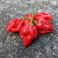 Caribbean Red Habanero