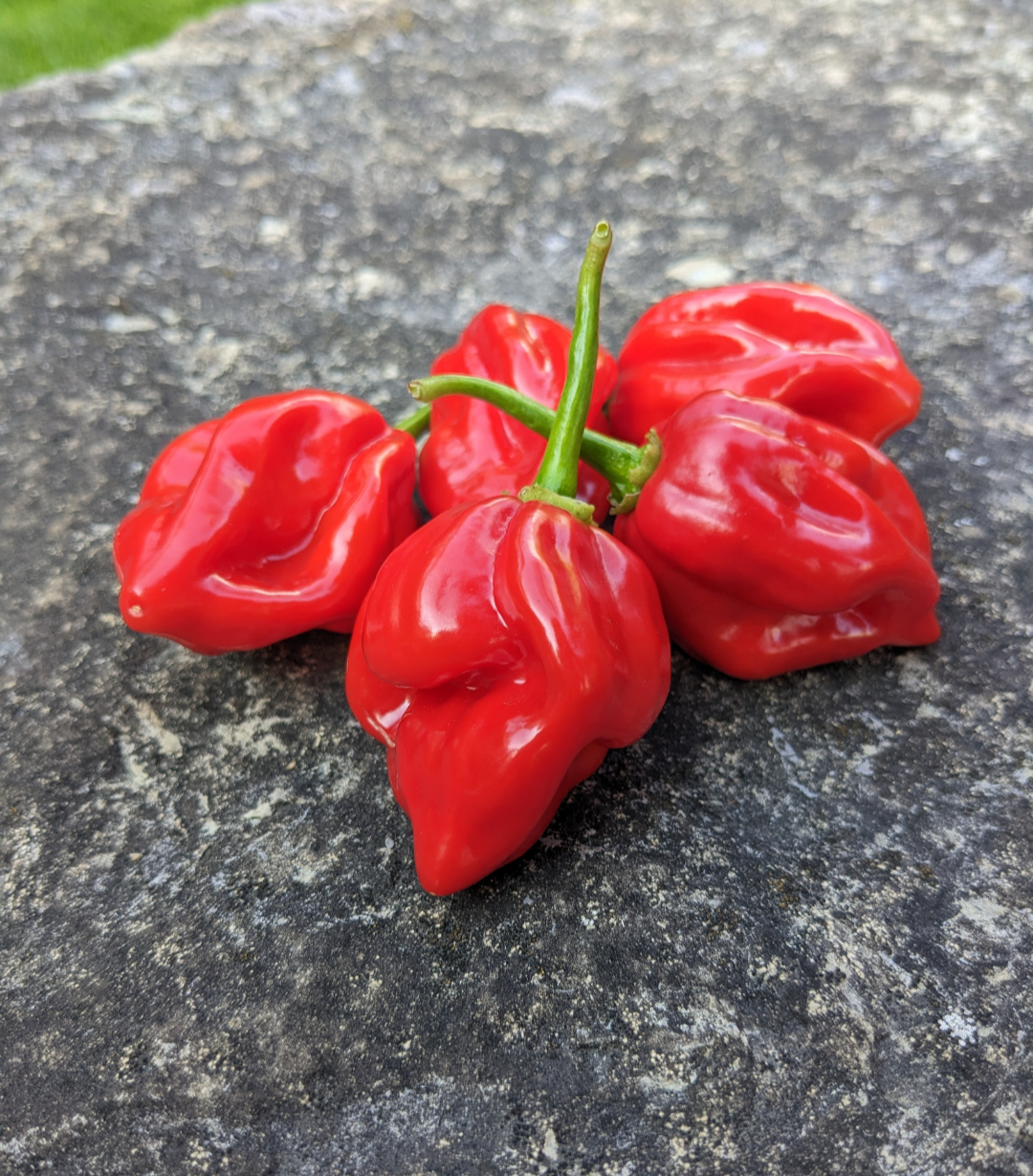 Caribbean Red Habanero