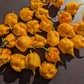 Carolina Reaper Orange