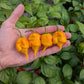 Carolina Reaper Orange