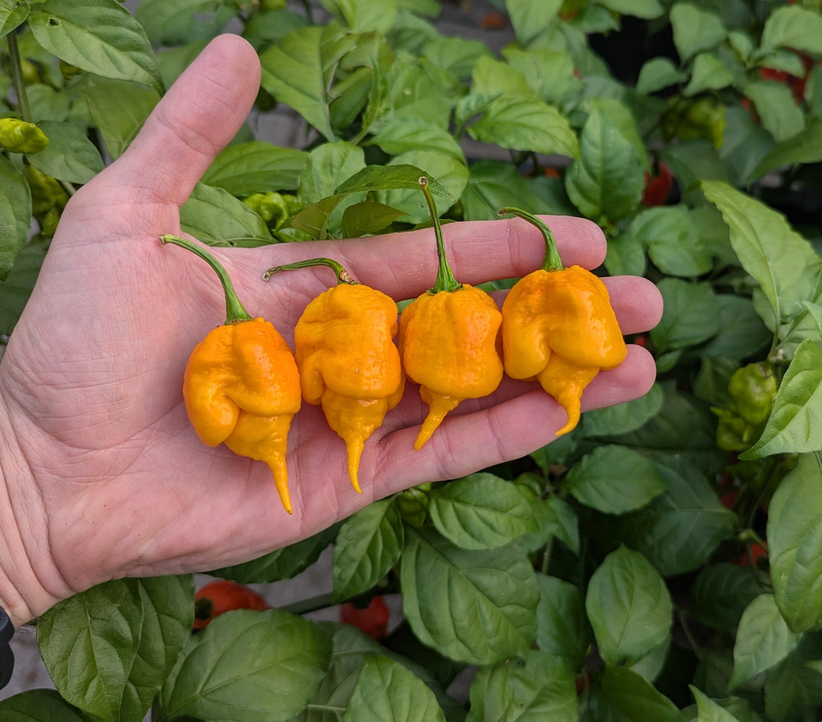 Carolina Reaper Orange