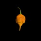 Carolina Reaper Orange