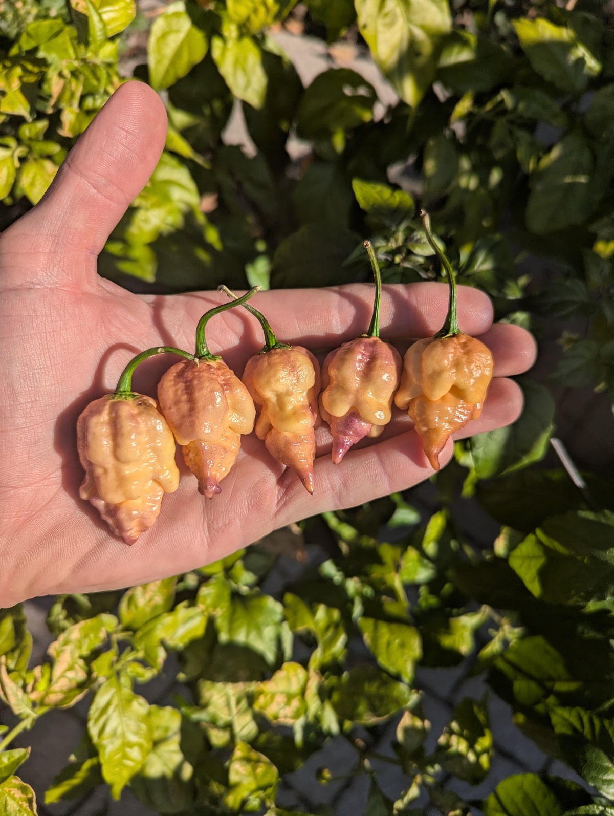 Carolina Reaper Purple Peach