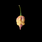 Carolina Reaper Purple Peach