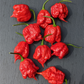 Carolina Reaper