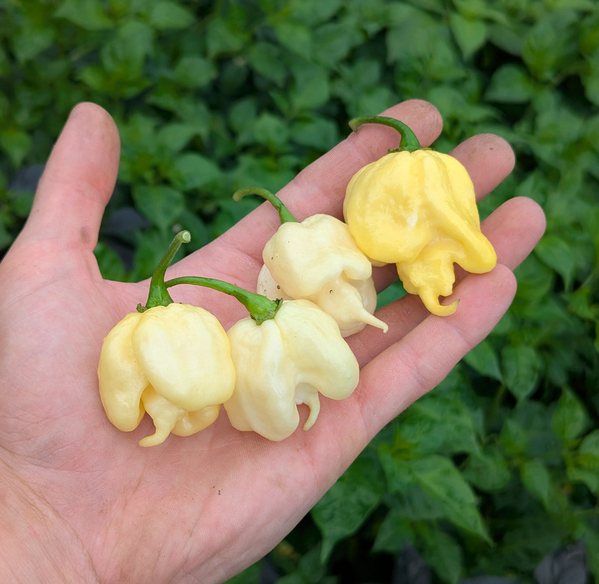 Carolina Reaper White