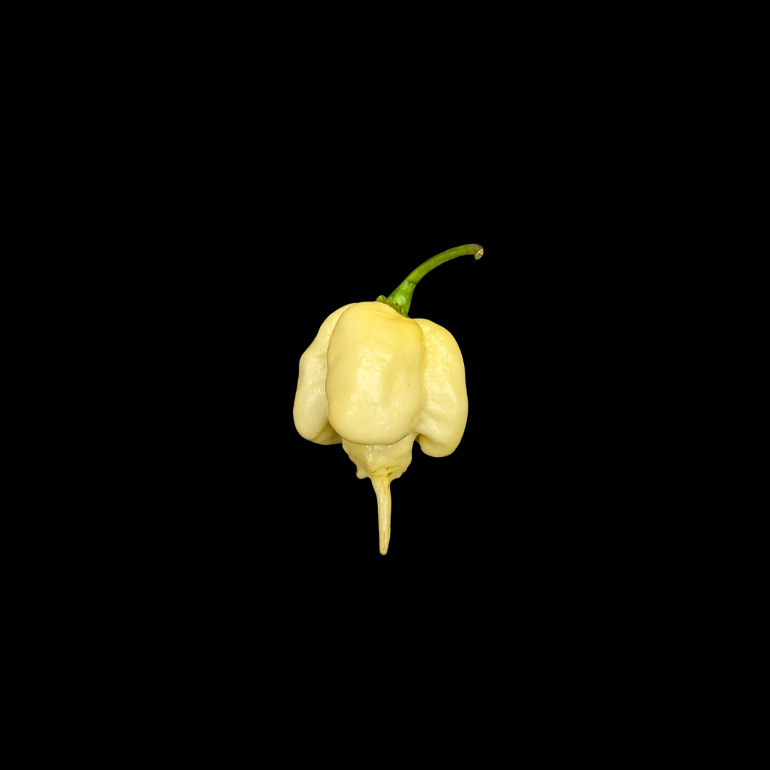 Carolina Reaper White