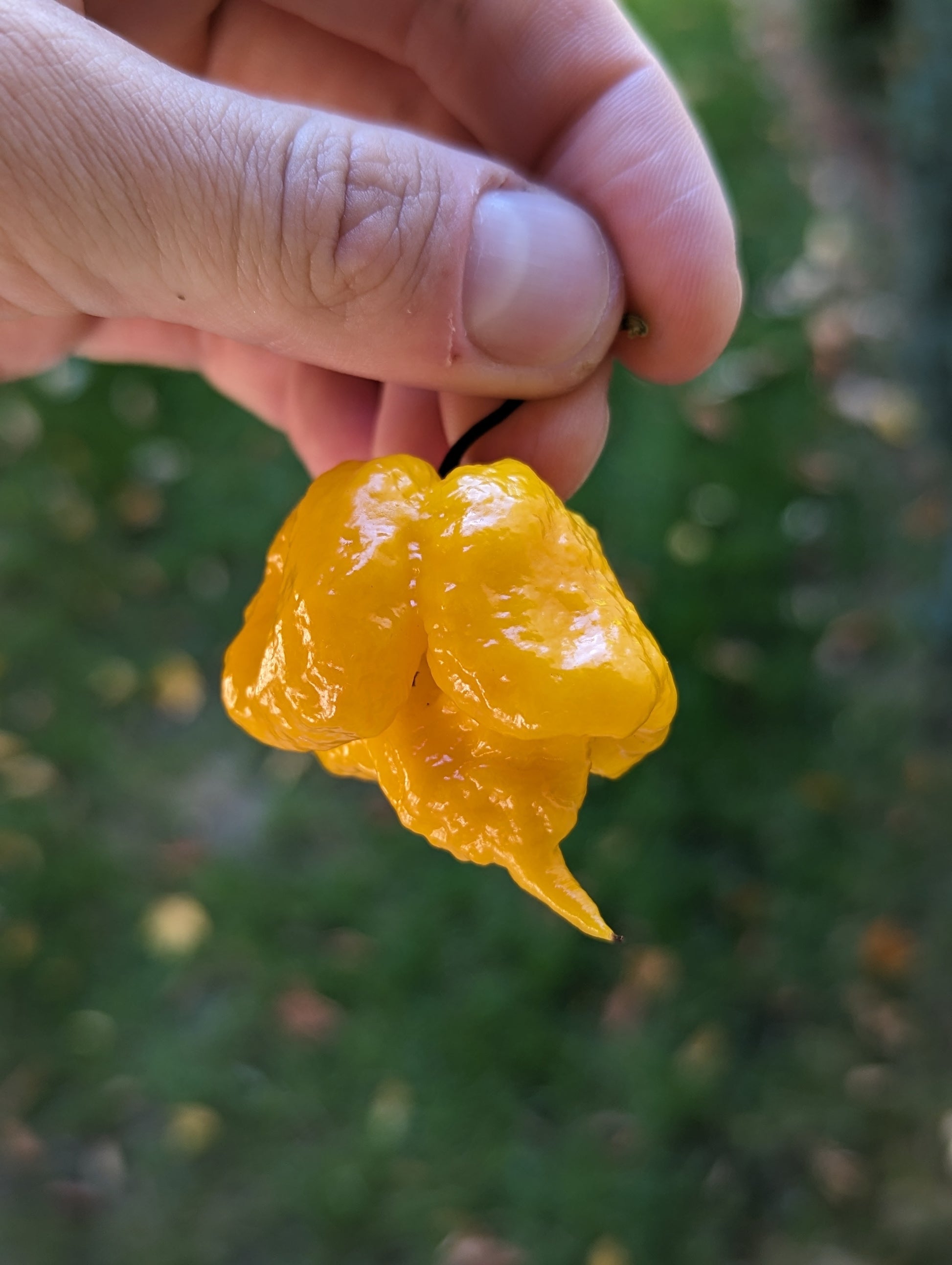 Carolina Reaper – Scoville Canada