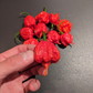 Carolina Reaper