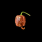 Carolina Reaper Chocolate