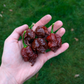 Carolina Reaper Chocolate