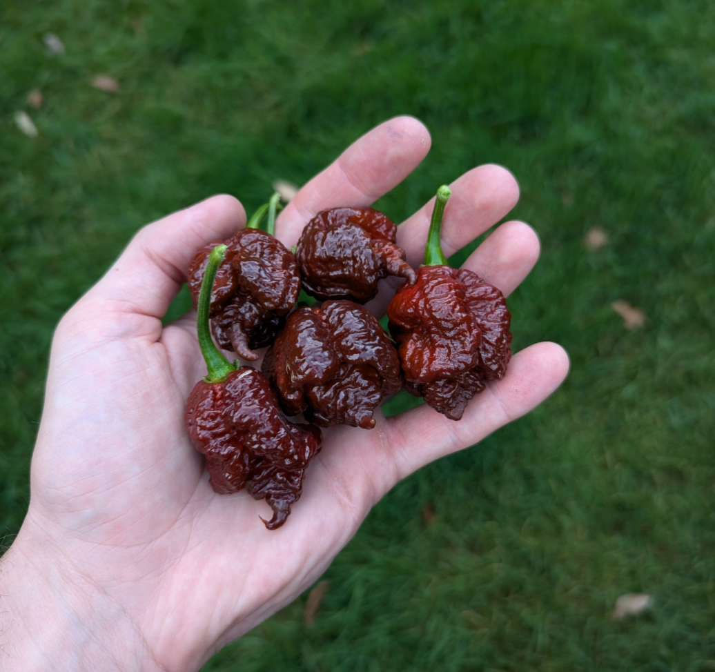 Carolina Reaper Chocolate