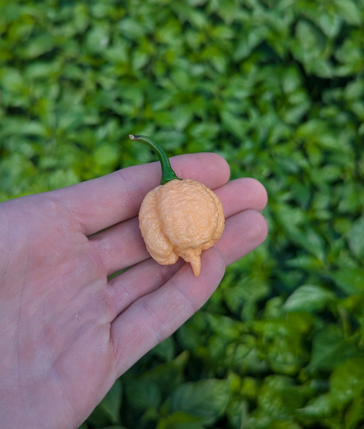 Carolina Reaper Peach
