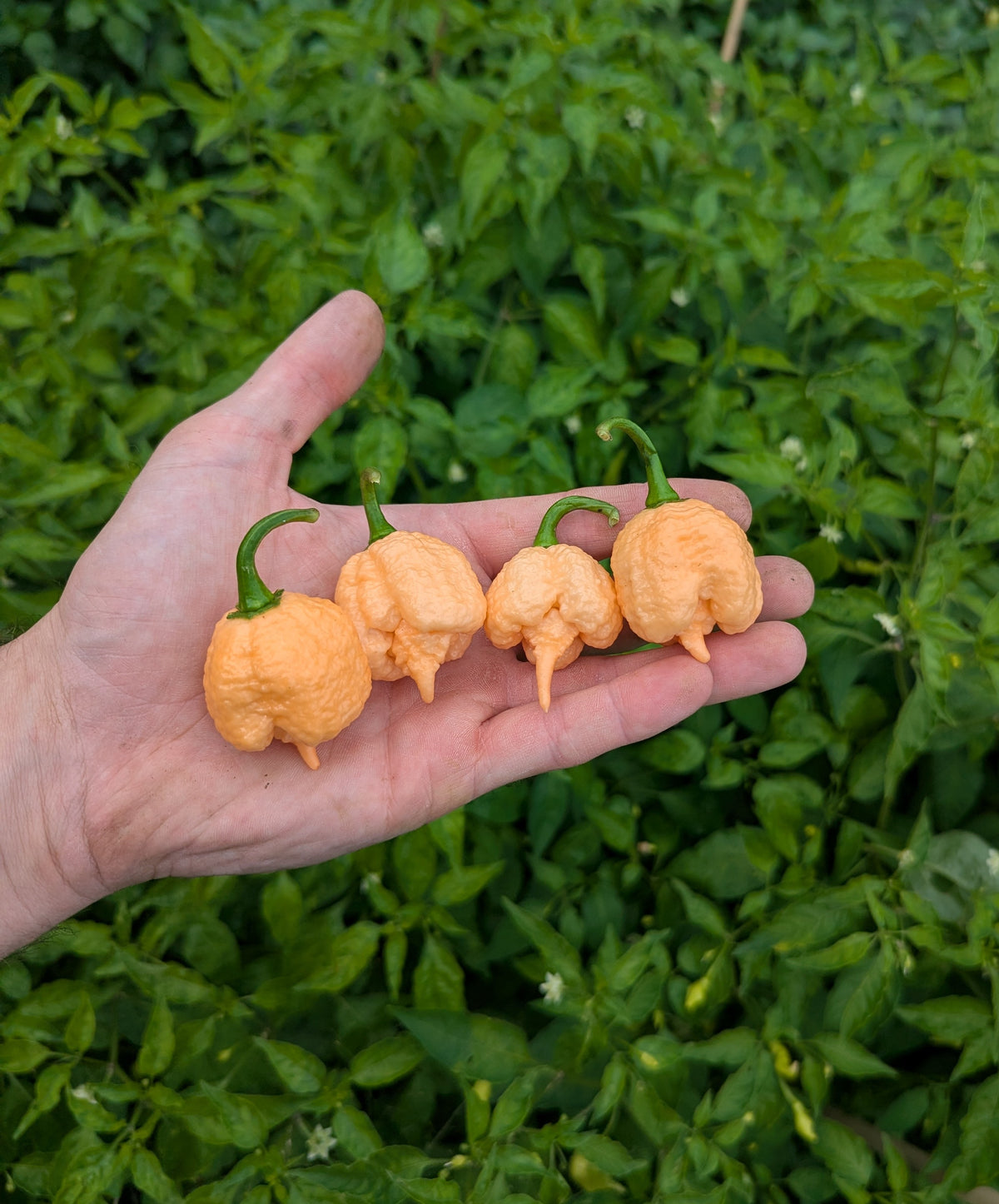 Carolina Reaper Peach