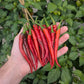 Cayenne Long Thin