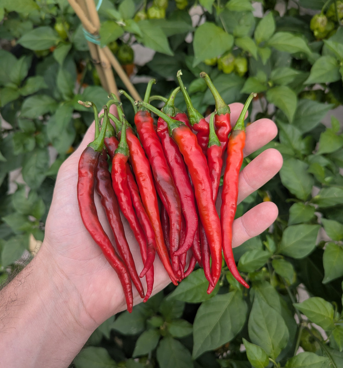 Cayenne Long Thin