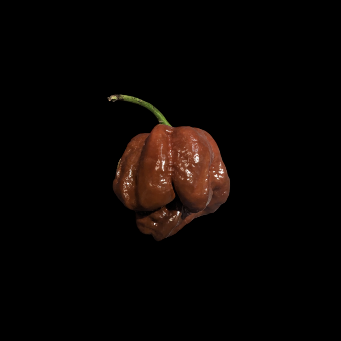 Trinidad Moruga Scorpion Chocolate