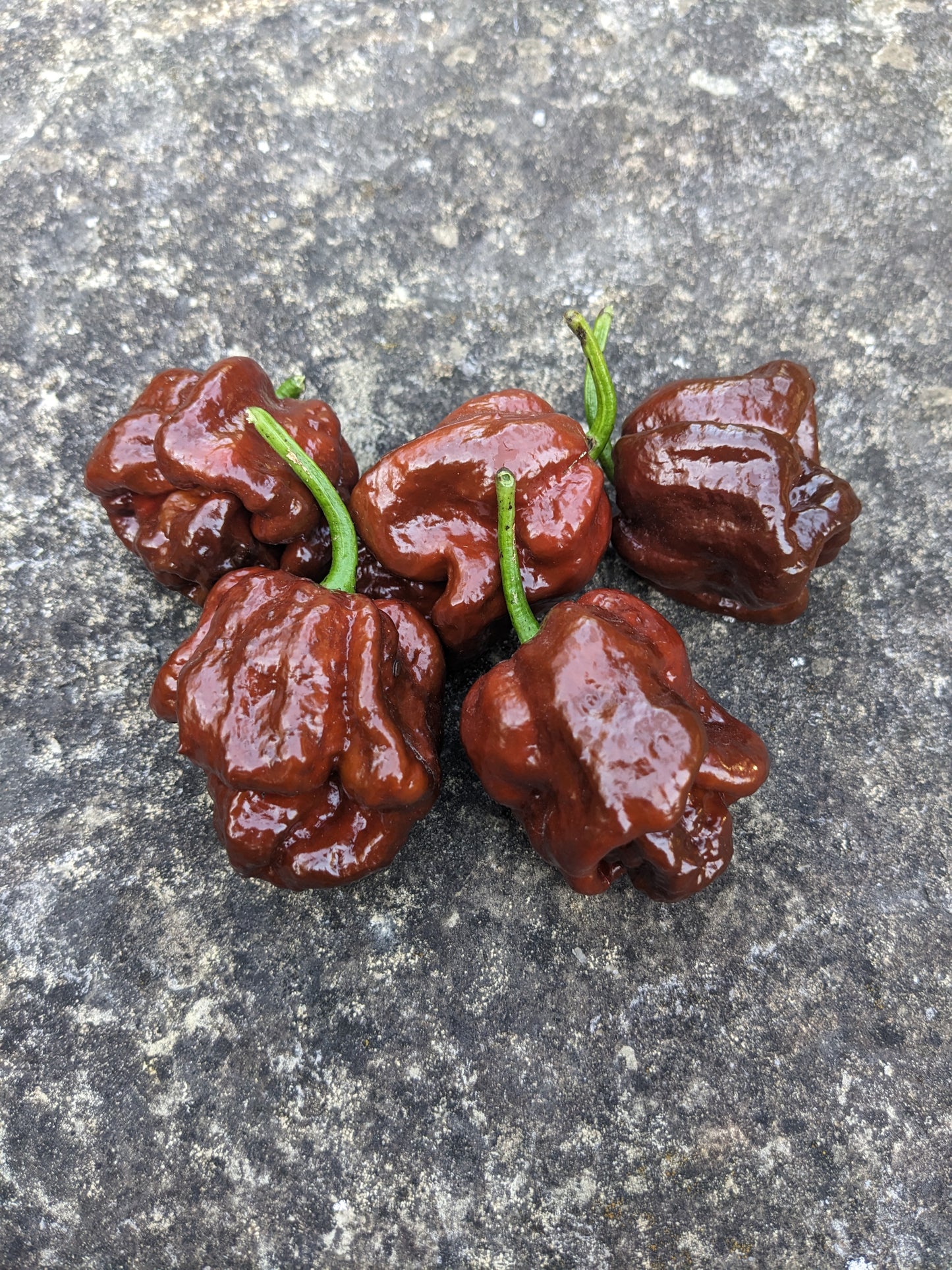 Trinidad Moruga Scorpion Chocolate