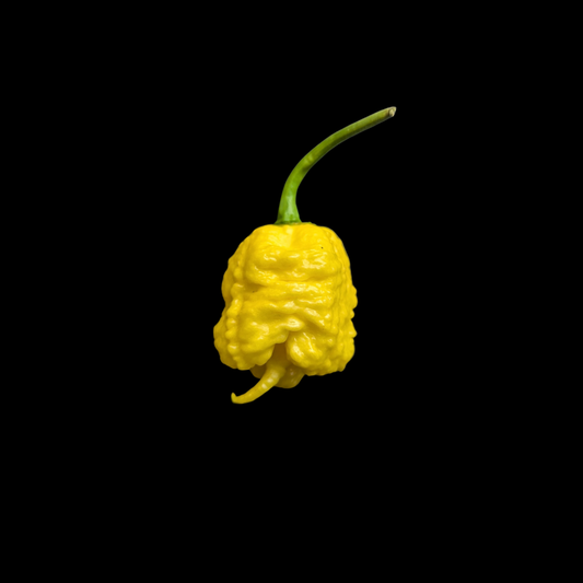 Crazy Tails Yellow