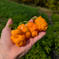 Dragon's Toe